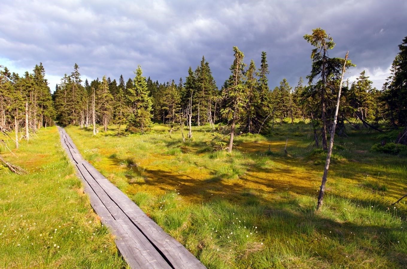 Dřevěný chodník vedoucí přes Černohorské rašeliniště